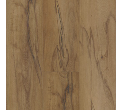 Ancestry Beech Ancestry Beech