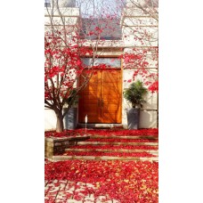 Double door solid modern with transom